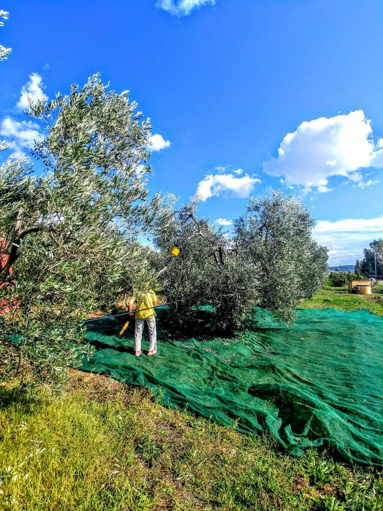 raccolta olive agriturismo maremma mare il maestrale3