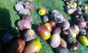 vendita olio extravergine d'oliva agriturismo il maestrale